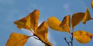 How to Cure Gingivitis Naturally: Effective Remedies and Tips How to Cure Gingivitis Naturally: Effective Remedies and Tips