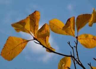 How to Cure Gingivitis Naturally: Effective Remedies and Tips How to Cure Gingivitis Naturally: Effective Remedies and Tips