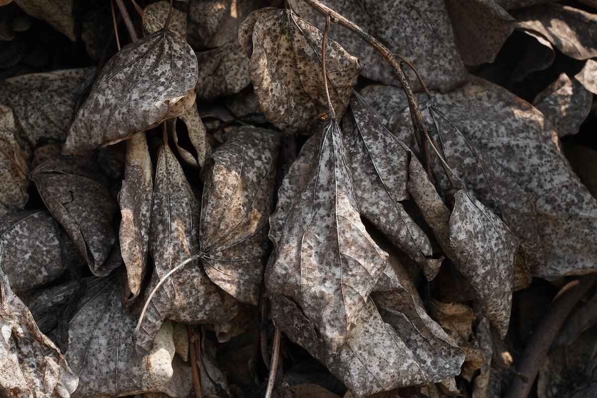 Creating a Mold-Free Home Environment