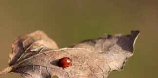 How to Disable Printing in UVM Utility Macros for Single Fields How to Disable Printing in UVM Utility Macros for Single Fields