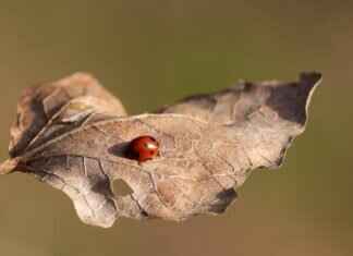 How to Disable Printing in UVM Utility Macros for Single Fields How to Disable Printing in UVM Utility Macros for Single Fields