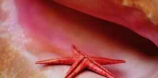 How to Display Seashells Beautifully in Your Home How to Display Seashells Beautifully in Your Home