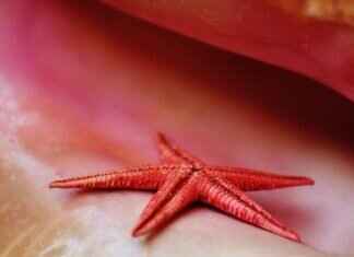 How to Display Seashells Beautifully in Your Home How to Display Seashells Beautifully in Your Home