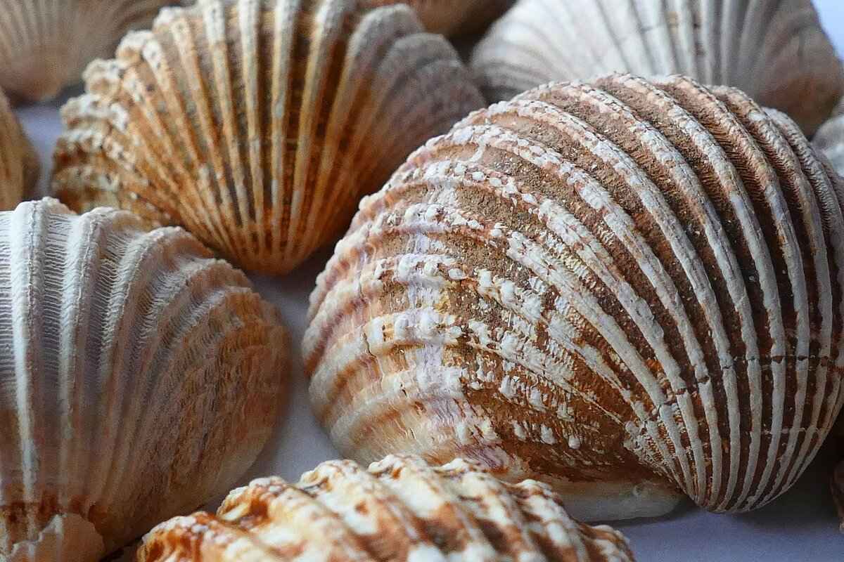 Choosing the Right Seashells for Display