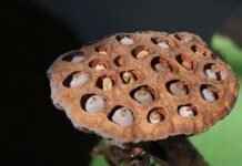 How to Eat Chia Seeds for Weight Loss: The Right Way to See Results How to Eat Chia Seeds for Weight Loss: The Right Way to See Results