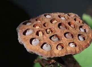 How to Eat Chia Seeds for Weight Loss: The Right Way to See Results How to Eat Chia Seeds for Weight Loss: The Right Way to See Results