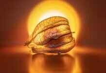 How to Eat Chia Seeds to Lose Weight: Proven Methods That Work How to Eat Chia Seeds to Lose Weight: Proven Methods That Work