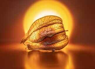 How to Eat Chia Seeds to Lose Weight: Proven Methods That Work How to Eat Chia Seeds to Lose Weight: Proven Methods That Work