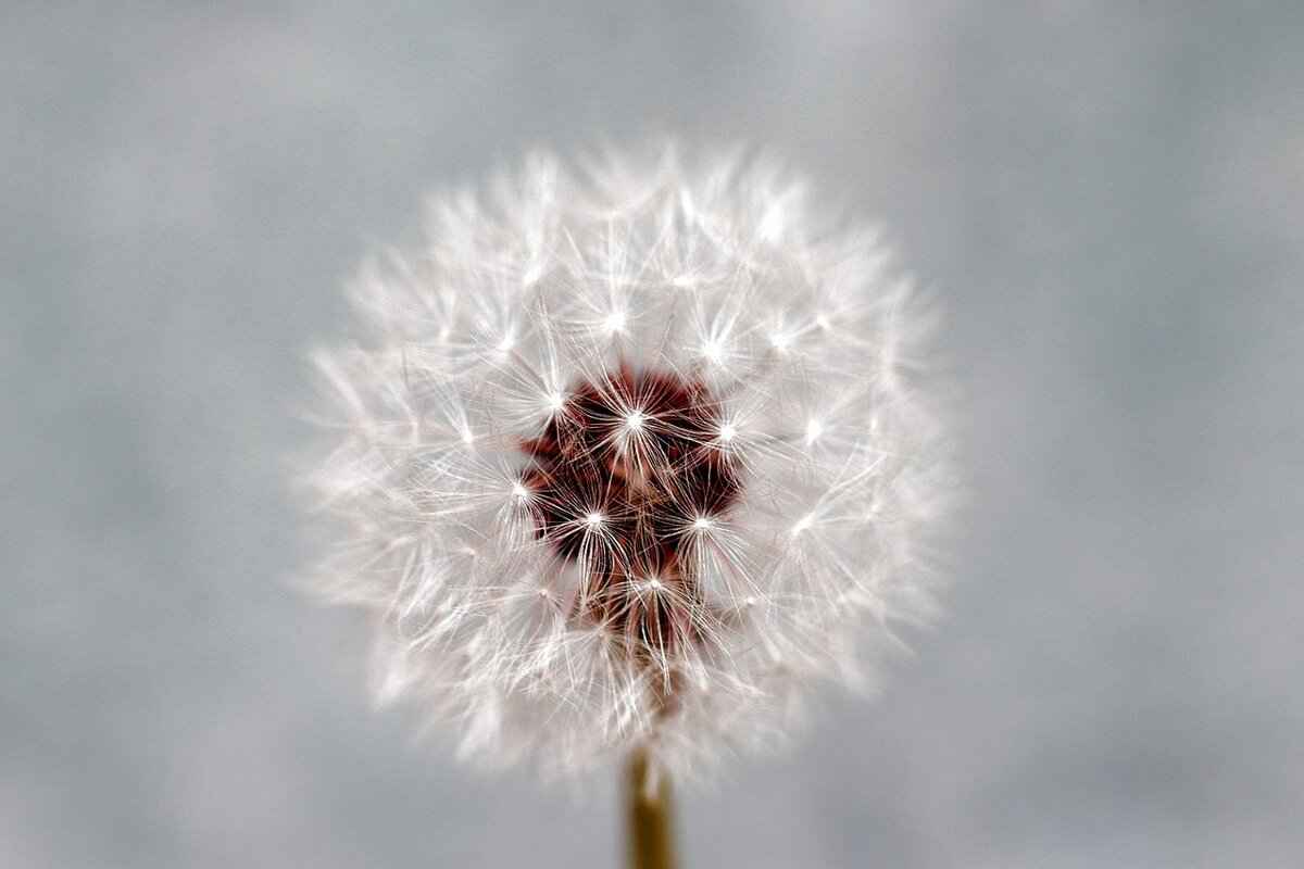 What Are Chia Seeds and Their Nutritional Benefits?