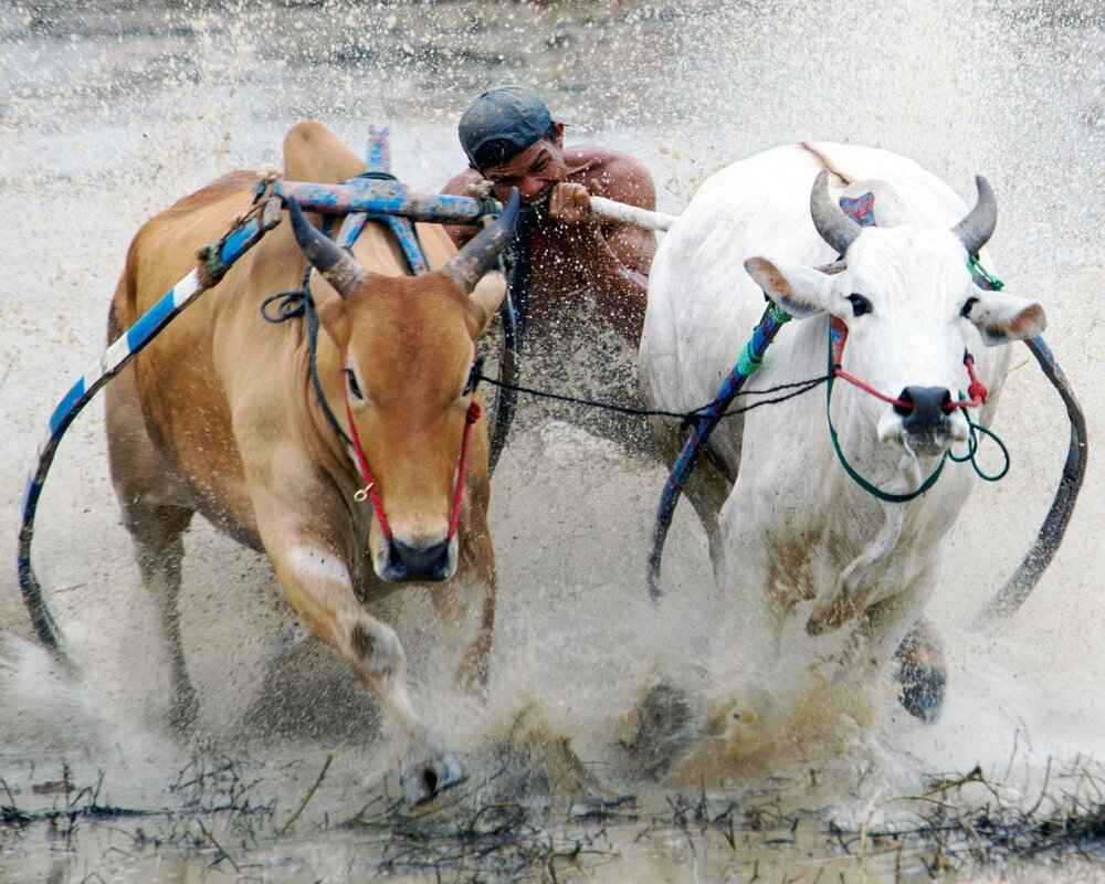 How to Experience the Local Culture of West Bengal Like a Local 6 Conclusion: Embracing the Essence of West Bengal