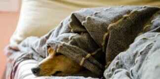 How to File a Dog Bite Claim – A Beginner’s Guide How to File a Dog Bite Claim – A Beginner’s Guide