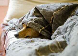 How to File a Dog Bite Claim – A Beginner’s Guide How to File a Dog Bite Claim – A Beginner’s Guide