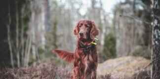 How to Film a CrossFit or Weightlifting Session with an Action Camera How to Film a CrossFit or Weightlifting Session with an Action Camera