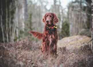 How to Film a CrossFit or Weightlifting Session with an Action Camera How to Film a CrossFit or Weightlifting Session with an Action Camera