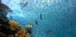 How to Film Underwater with an Action Camera (Best Settings & Accessories) How to Film Underwater with an Action Camera (Best Settings & Accessories)