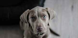 How to Find the Best Dog Bite Lawyer in Your Area How to Find the Best Dog Bite Lawyer in Your Area