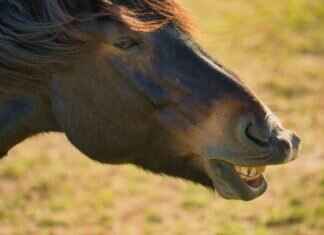 How to Fix Translucent Teeth Naturally for a Healthier Smile How to Fix Translucent Teeth Naturally for a Healthier Smile