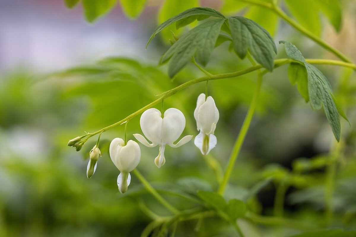 Common Causes of Color Bleed