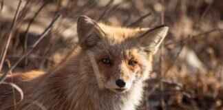 How to Get Rid of a Fox: Humane Methods for Removal How to Get Rid of a Fox: Humane Methods for Removal