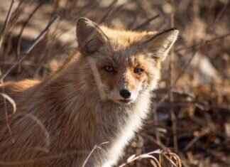 How to Get Rid of a Fox: Humane Methods for Removal How to Get Rid of a Fox: Humane Methods for Removal