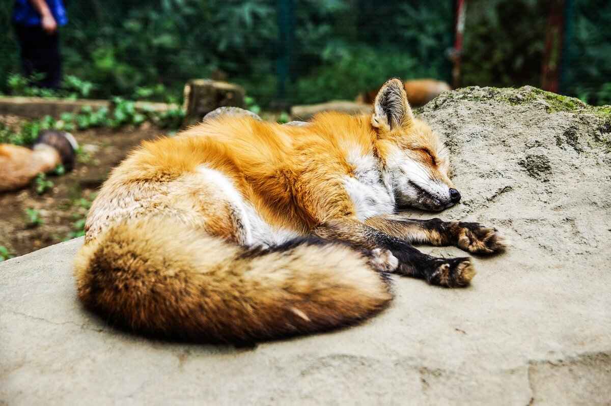 Understanding Fox Behavior