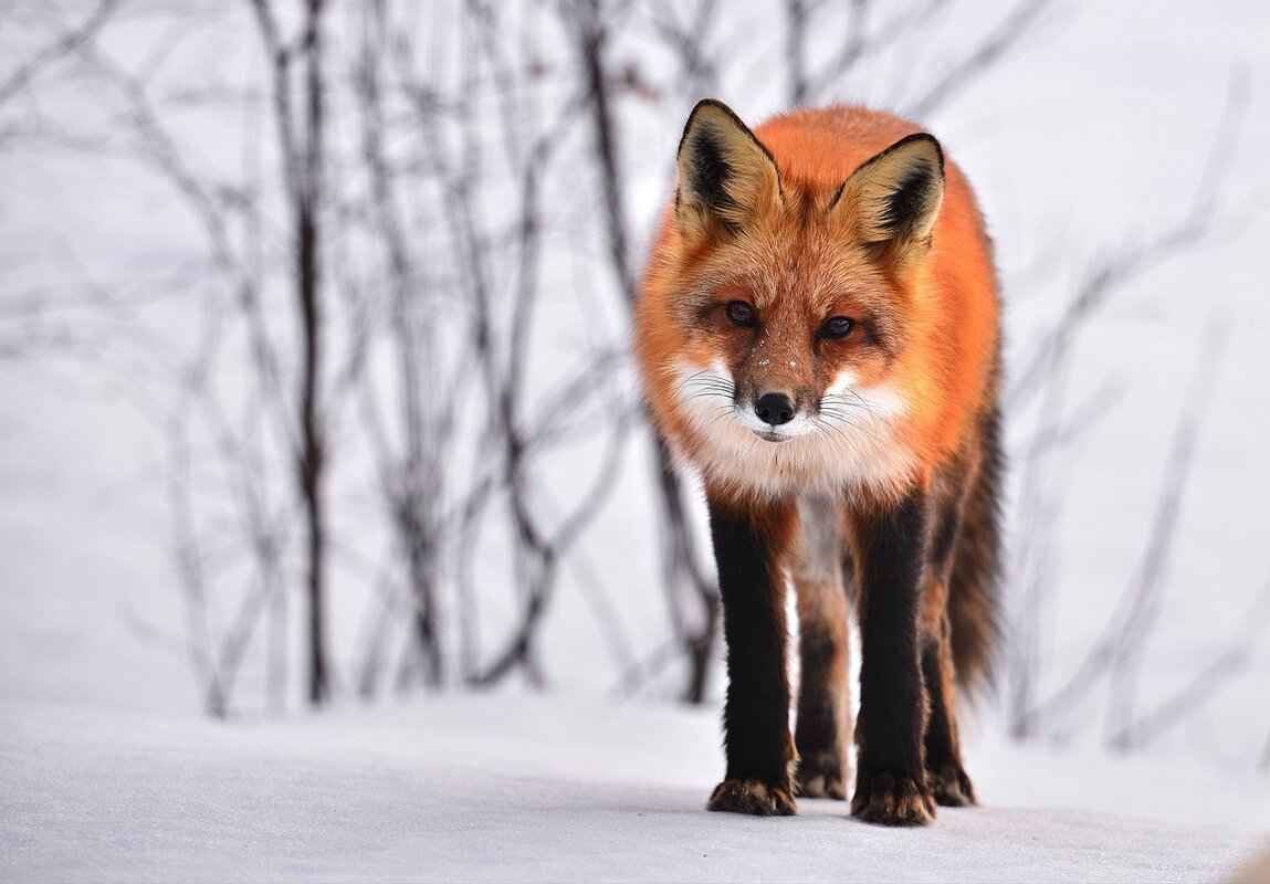 Creating a Fox-Friendly Environment