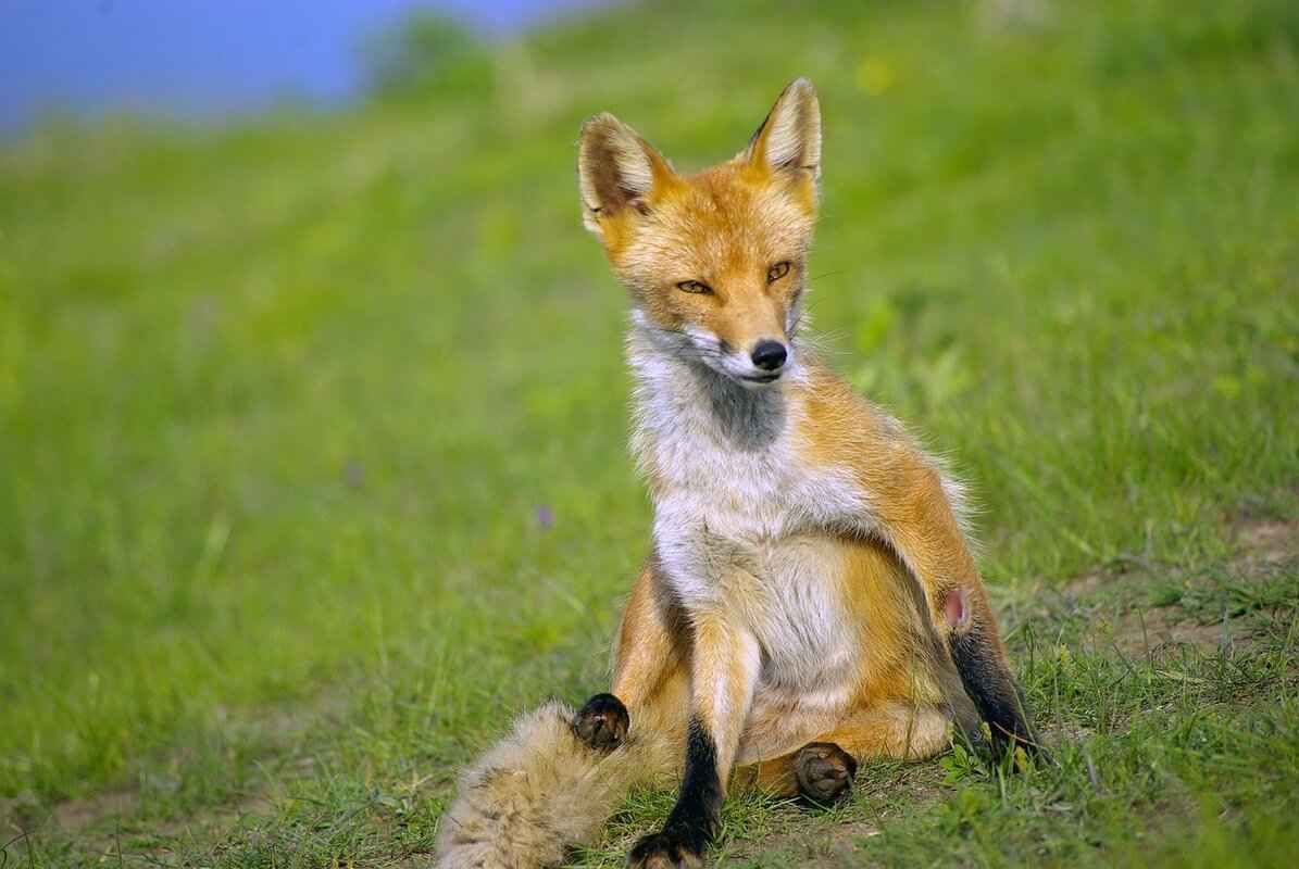 Legal Considerations for Fox Removal
