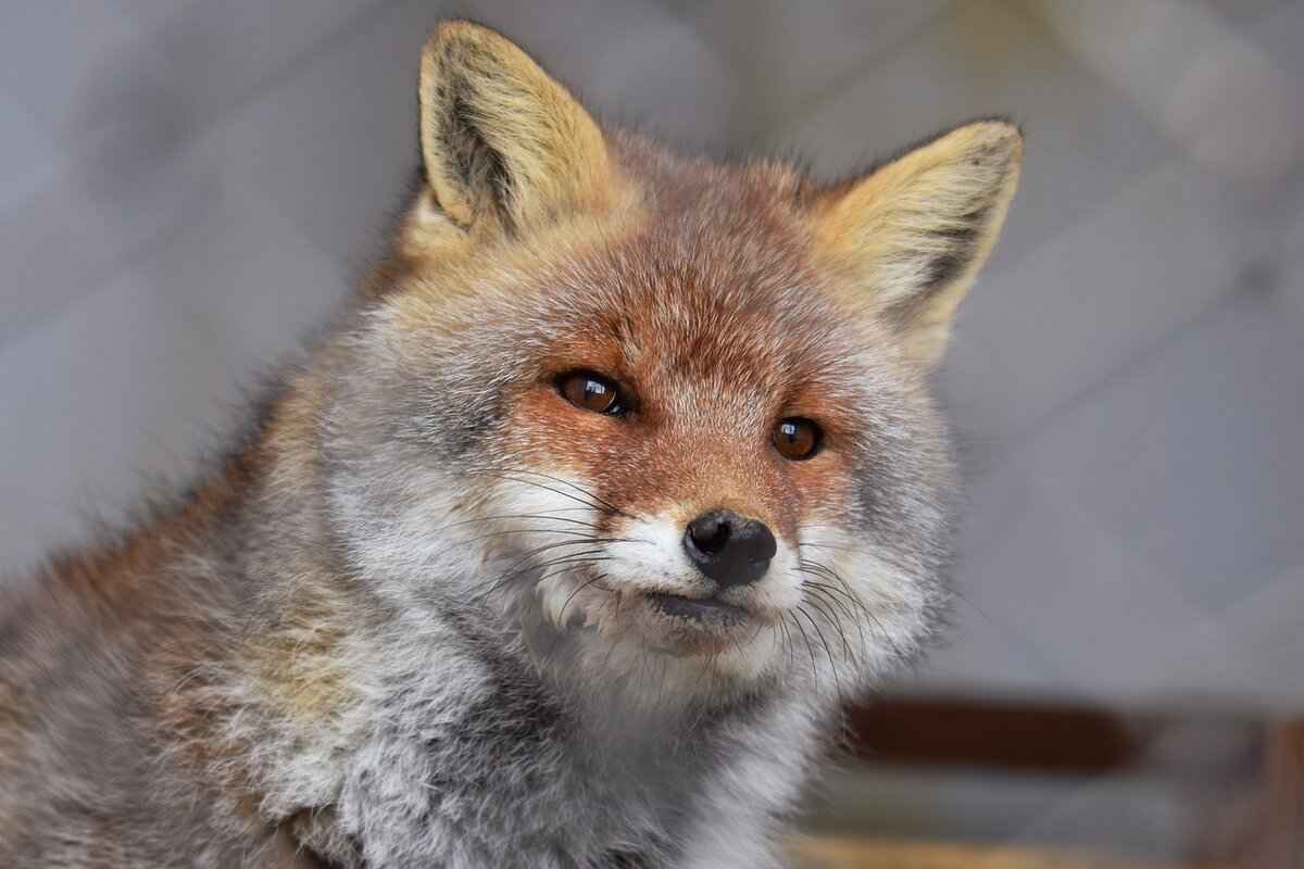 Signs of Fox Presence