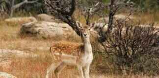 How to Get Rid of Deer Flies: Natural and Effective Solutions How to Get Rid of Deer Flies: Natural and Effective Solutions