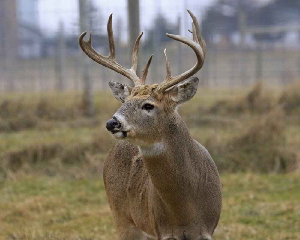 How to Get Rid of Deer Flies: Natural and Effective Solutions 1 Understanding Deer Flies: Behavior and Habitat