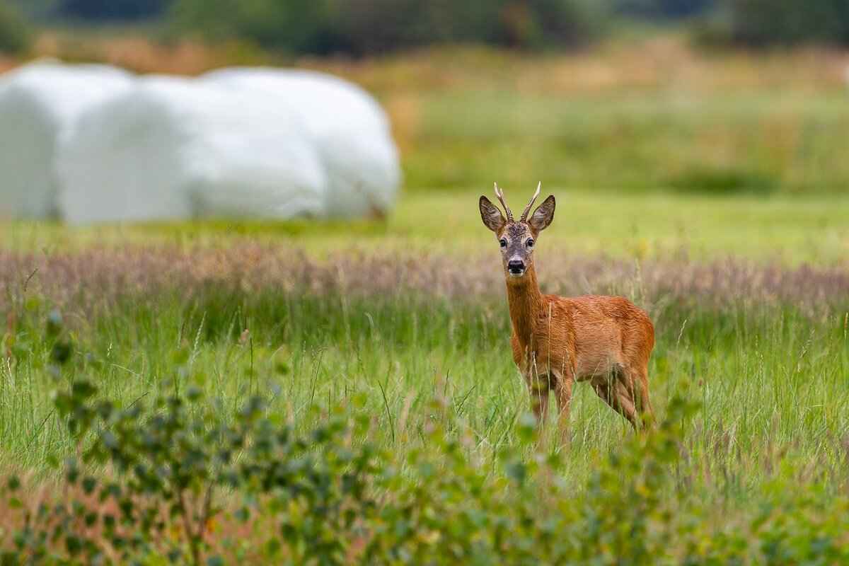 How to Get Rid of Deer Flies: Natural and Effective Solutions 4 Environmental Changes: Prevention Techniques