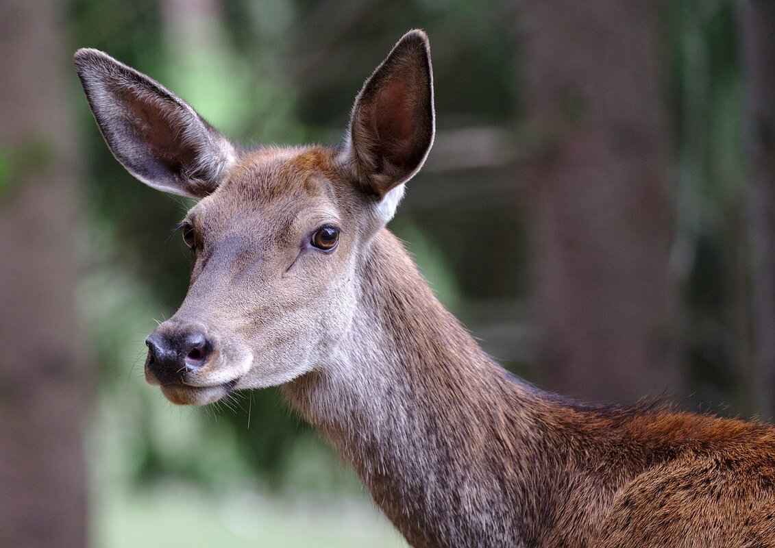 How to Get Rid of Deer Flies: Natural and Effective Solutions 2 Identifying Deer Flies: Key Characteristics