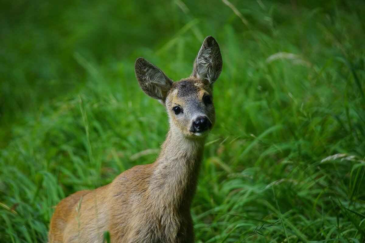How to Get Rid of Deer Flies: Natural and Effective Solutions 3 Natural Repellents: Effective Solutions