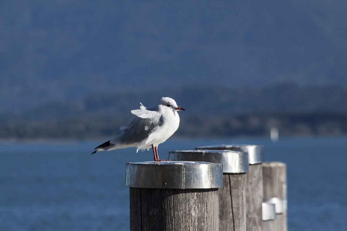 Safe Treatment Options for Flat Moles