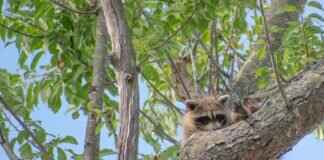 How to Get Rid of Raccoons in the Attic: Step-by-Step Guide How to Get Rid of Raccoons in the Attic: Step-by-Step Guide