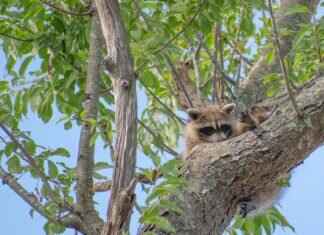 How to Get Rid of Raccoons in the Attic: Step-by-Step Guide How to Get Rid of Raccoons in the Attic: Step-by-Step Guide