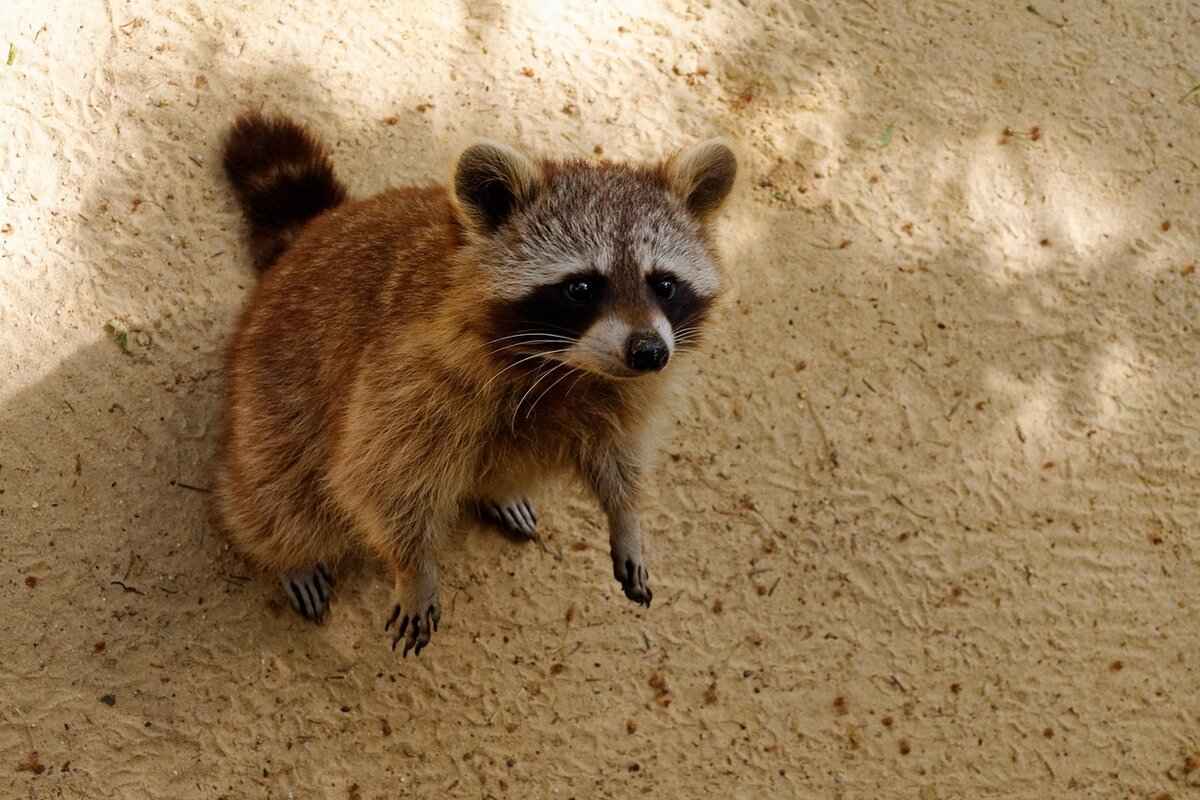 How to Get Rid of Raccoons in the Attic: Step-by-Step Guide 1 Understanding Raccoon Behavior