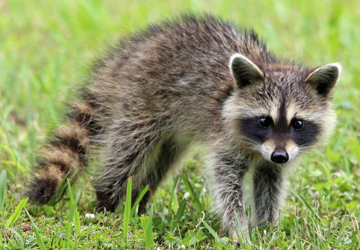 How to Get Rid of Raccoons in the Attic: Step-by-Step Guide 4 Preventing Future Raccoon Infestations
