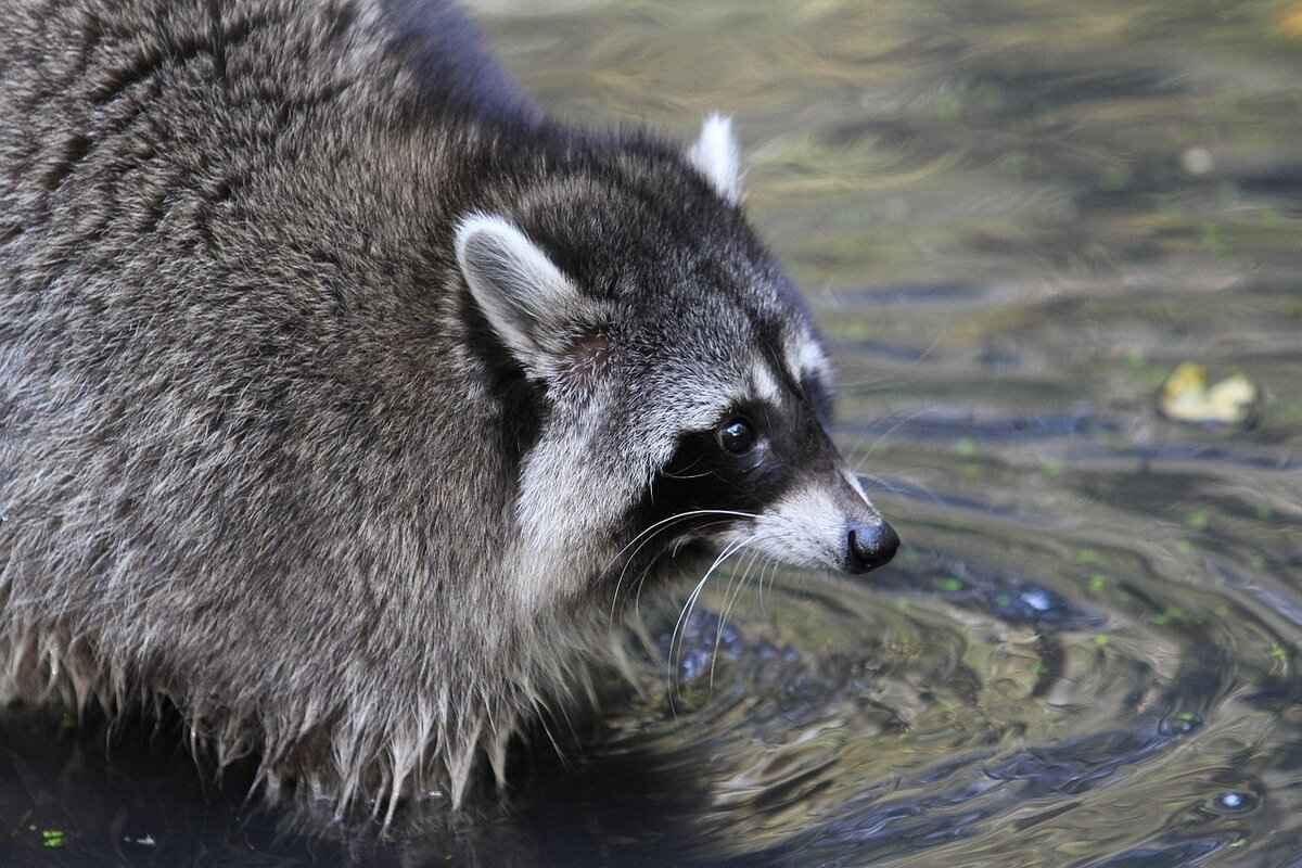How to Get Rid of Raccoons in the Attic: Step-by-Step Guide 3 Safe and Humane Removal Techniques