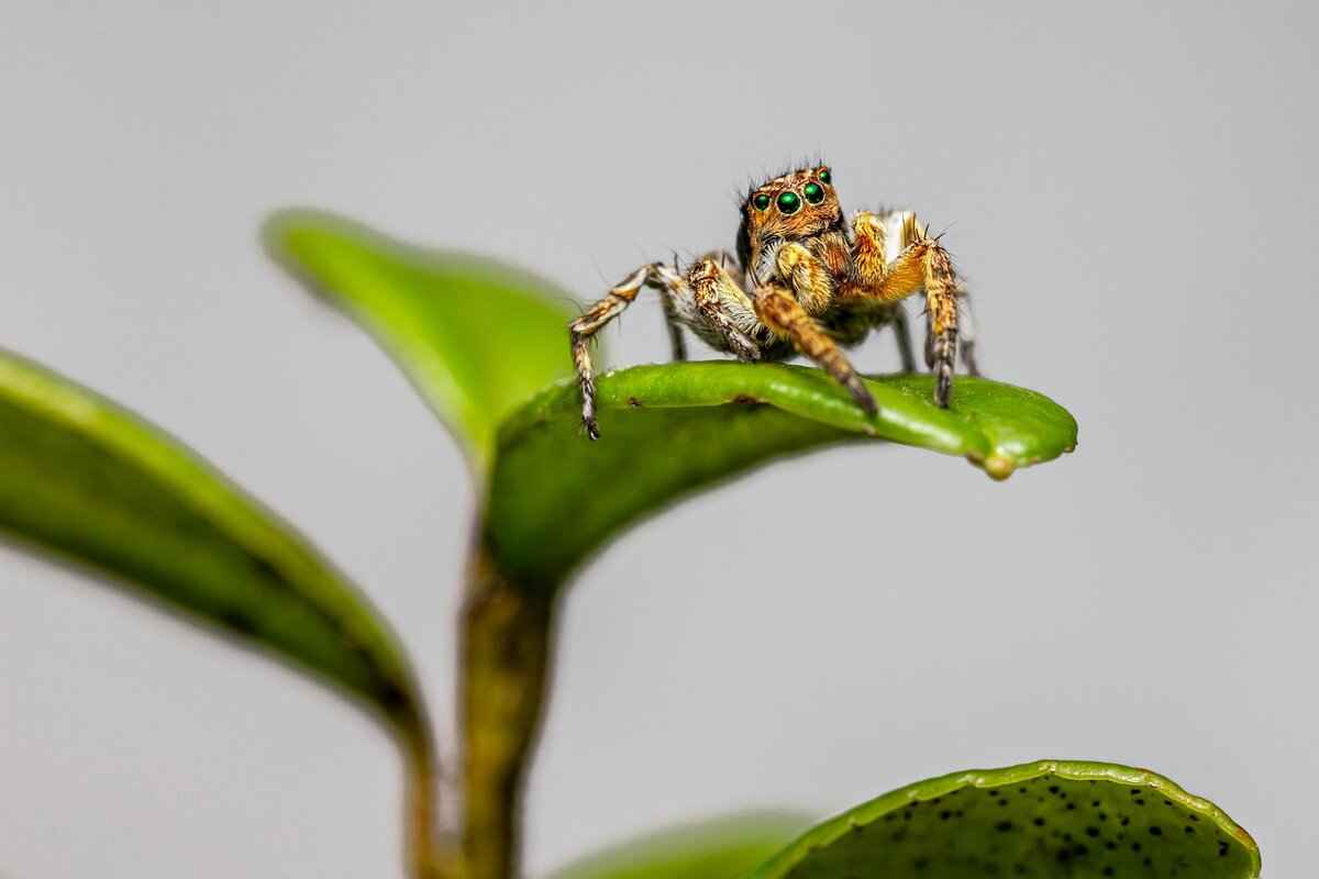 Preventing Future Spider Infestations