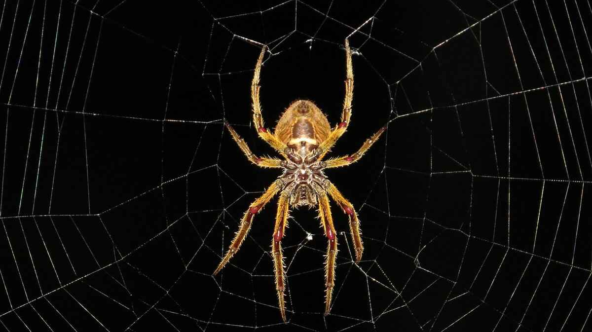 Signs of a Spider Infestation in Your Vehicle