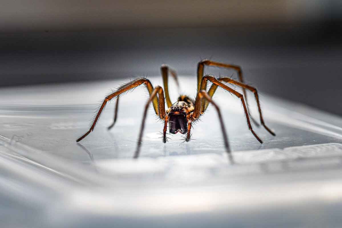 Effective Cleaning Techniques to Remove Spiders