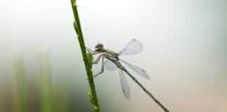 How to Gracefully Divorce a Dragon: Fictional Tips for Dragonslayers How to Gracefully Divorce a Dragon: Fictional Tips for Dragonslayers