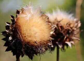 How to Grow Chia Seeds at Home: A Step-by-Step Guide How to Grow Chia Seeds at Home: A Step-by-Step Guide