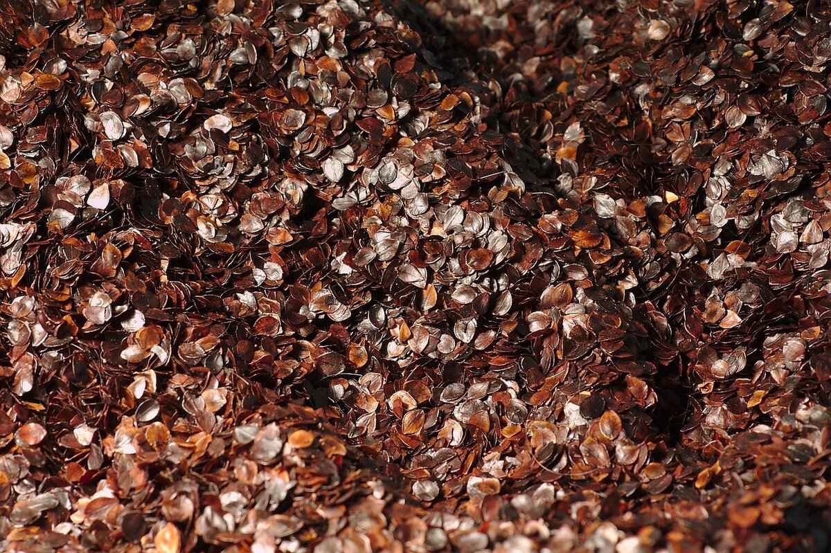 How to Grow Chia Seeds at Home: A Step-by-Step Guide 8 How Long Does It Take for Chia Seeds to Grow?