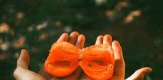 How to Grow Persimmon from Seed: A Beginner’s Guide How to Grow Persimmon from Seed: A Beginner’s Guide