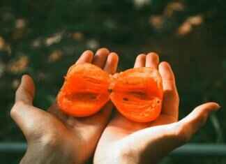 How to Grow Persimmon from Seed: A Beginner’s Guide How to Grow Persimmon from Seed: A Beginner’s Guide