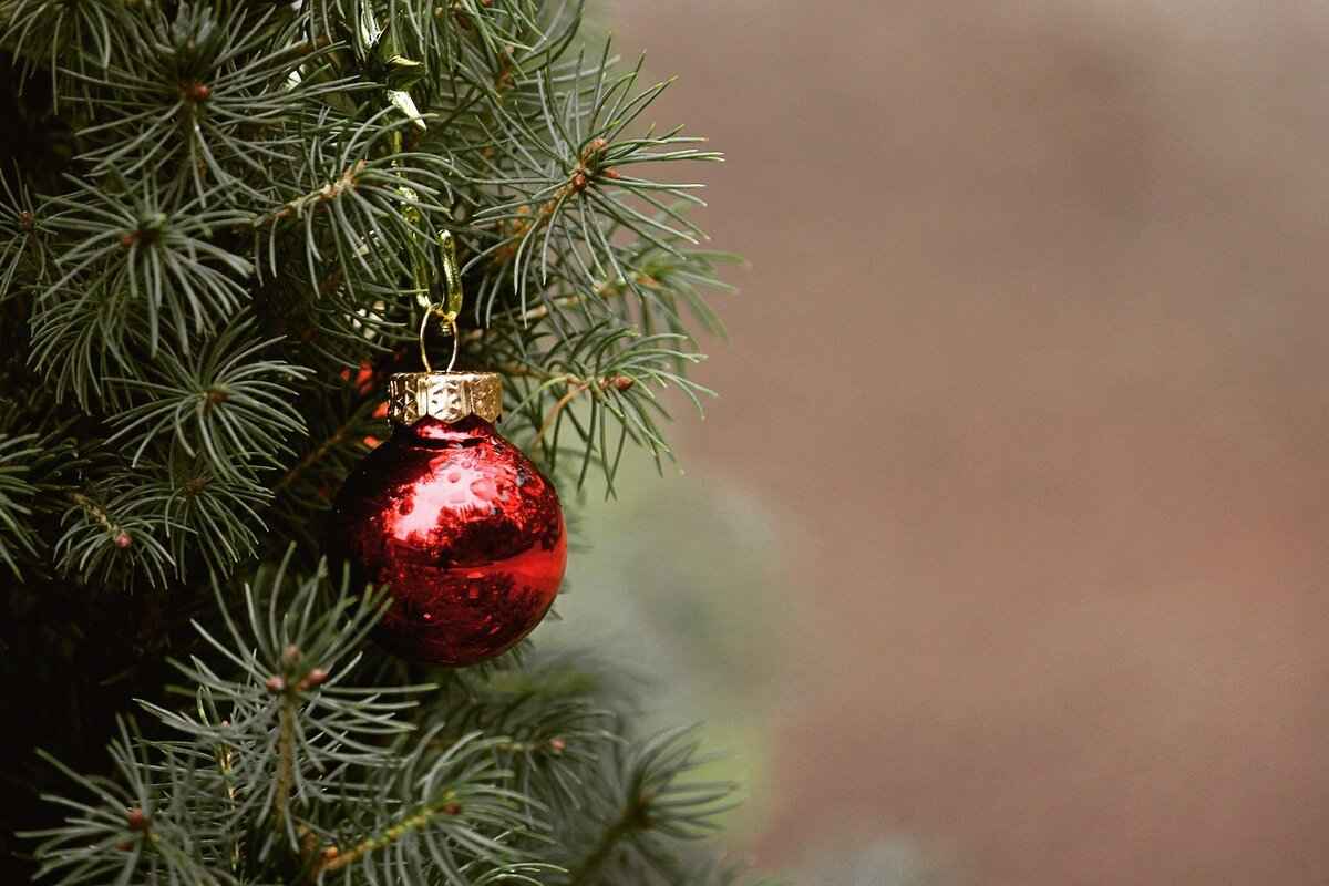 Caring for Your Persimmon Tree