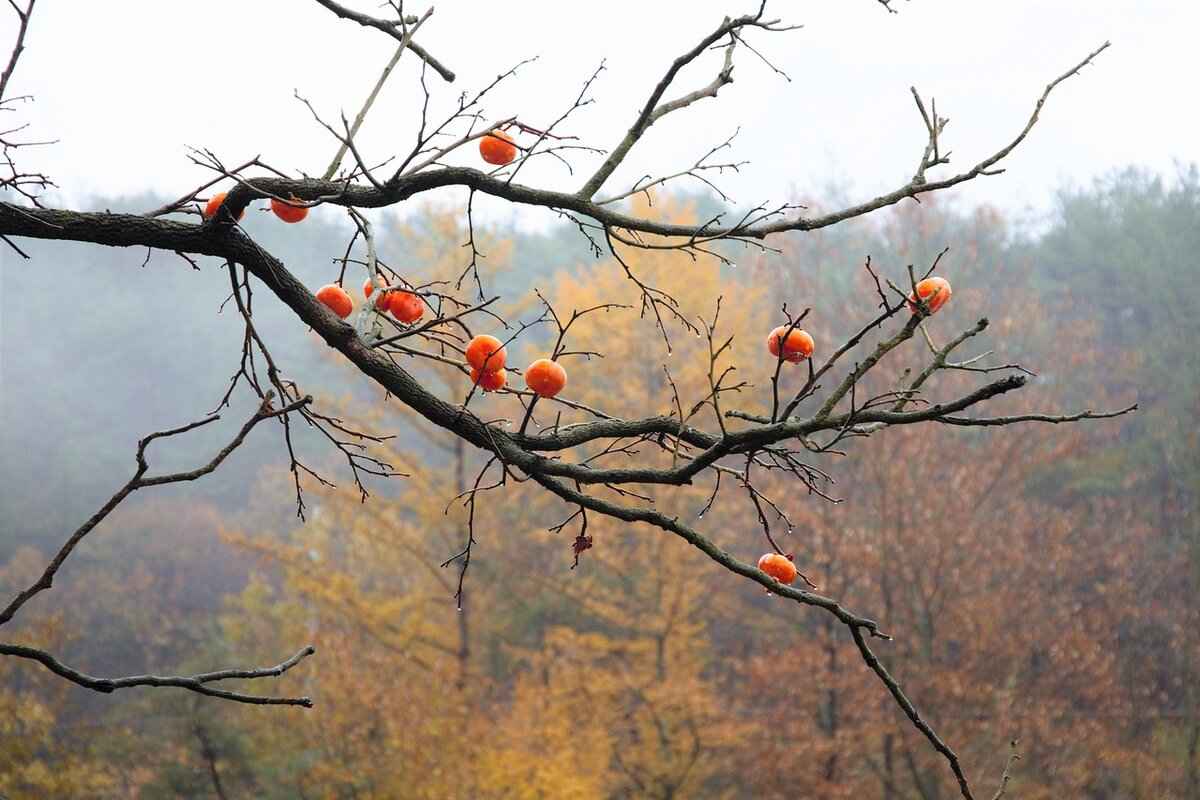 Common Challenges in Growing Persimmons