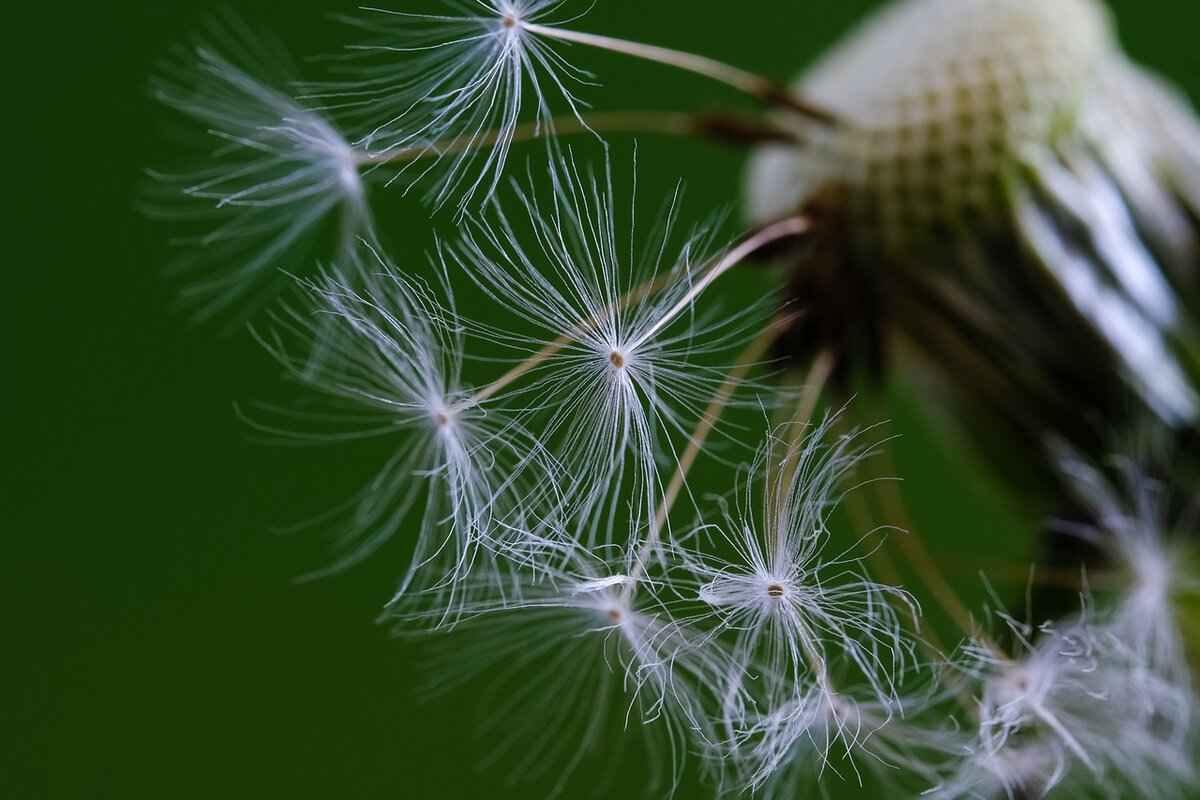 Choosing the Right Seeds for Planting
